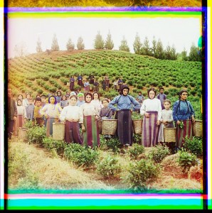 Group of workers harvesting tea. Greek women. Chakva, Georgia.